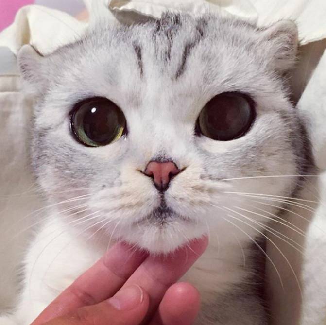 猫喜欢自己的秘密大揭秘