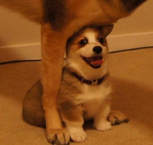 猫每天打闹是什么原因